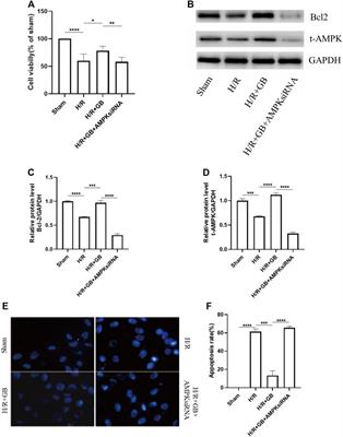 Ginkgolide B Protects Against Ischemic Stroke via Targeting AMPK/PINK1